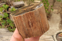 Polished Petrified Wood Branch Pieces x 3 From Gokwe, Zimbabwe