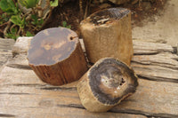 Polished Petrified Wood Branch Pieces x 3 From Gokwe, Zimbabwe