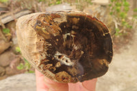 Polished Petrified Wood Branch Pieces x 3 From Gokwe, Zimbabwe