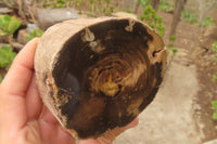 Polished Petrified Wood Branch Pieces x 3 From Gokwe, Zimbabwe