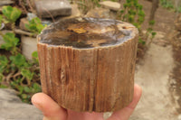 Polished Petrified Wood Branch Pieces x 3 From Gokwe, Zimbabwe