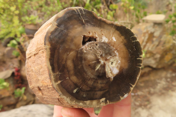 Polished Petrified Wood Branch Pieces x 3 From Gokwe, Zimbabwe