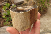 Polished Petrified Wood Branch Pieces x 3 From Gokwe, Zimbabwe