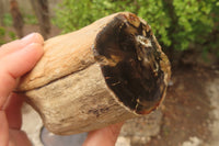 Polished Petrified Wood Branch Pieces x 3 From Gokwe, Zimbabwe