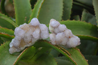 Natural Ametrine Spirit Quartz Clusters x 6 From Boekenhouthoek, South Africa