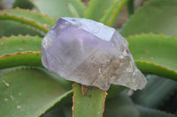 Polished Window Amethyst Crystals x 4 From Madagascar