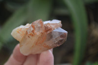 Natural Hematoid Quartz Specimens x 12 From Karoi, Zimbabwe