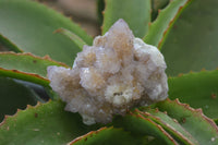 Natural Ametrine Spirit Quartz Clusters x 6 From Boekenhouthoek, South Africa