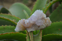 Natural Ametrine Spirit Quartz Clusters x 6 From Boekenhouthoek, South Africa