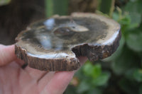 Polished Petrified Wood Slices x 6 From Gokwe, Zimbabwe