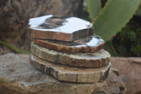 Polished Petrified Wood Slices x 6 From Gokwe, Zimbabwe