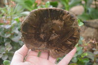 Polished Petrified Wood Slices x 6 From Gokwe, Zimbabwe