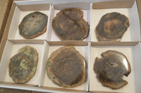 Polished Petrified Wood Slices x 6 From Gokwe, Zimbabwe