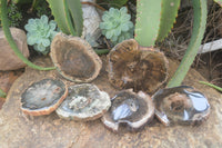 Polished Petrified Wood Slices x 6 From Gokwe, Zimbabwe