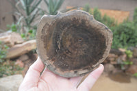 Polished Petrified Wood Slices x 6 From Gokwe, Zimbabwe