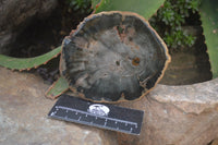 Polished Petrified Wood Slices x 6 From Gokwe, Zimbabwe