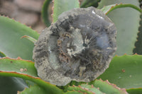 Polished Petrified Wood Slices x 6 From Gokwe, Zimbabwe