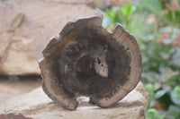 Polished Petrified Wood Slices x 6 From Gokwe, Zimbabwe