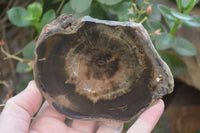 Polished Petrified Wood Slices x 6 From Gokwe, Zimbabwe