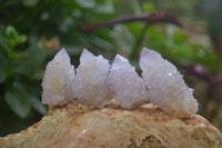 Natural Ametrine Spirit Quartz Specimens x 20 From Boekenhouthoek, South Africa