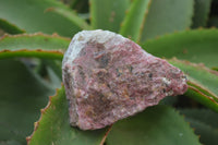 Natural Rhodonite Cobbed Specimens x 6 From Zimbabwe