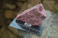 Natural Rhodonite Cobbed Specimens x 6 From Zimbabwe