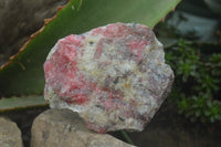 Natural Rhodonite Cobbed Specimens x 6 From Zimbabwe