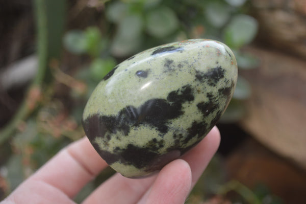 Polished Leopard Stone Standing Free Forms x 6 From Nyanga, Zimbabwe