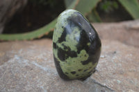 Polished Leopard Stone Standing Free Forms x 6 From Nyanga, Zimbabwe