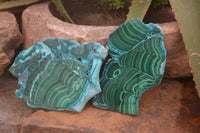 Polished Malacolla Slices x 3 From Kalukundi Mine, Congo