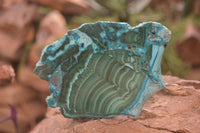 Polished Malacolla Slices x 3 From Kalukundi Mine, Congo