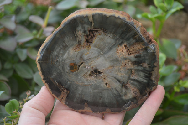 Polished Petrified Wood Slices x 6 From Gokwe, Zimbabwe