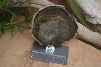 Polished Petrified Wood Slices x 6 From Gokwe, Zimbabwe