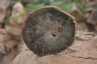 Polished Petrified Wood Slices x 6 From Gokwe, Zimbabwe