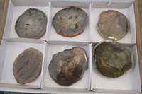 Polished Petrified Wood Slices x 6 From Gokwe, Zimbabwe