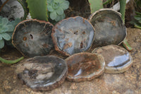 Polished Petrified Wood Slices x 6 From Gokwe, Zimbabwe