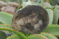 Polished Petrified Wood Slices x 6 From Gokwe, Zimbabwe