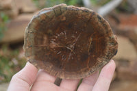 Polished Petrified Wood Slices x 6 From Gokwe, Zimbabwe