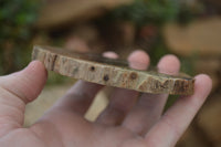 Polished Petrified Wood Slices x 6 From Gokwe, Zimbabwe