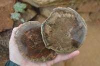 Polished Petrified Wood Slices x 6 From Gokwe, Zimbabwe