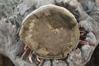 Polished Petrified Wood Slices x 6 From Gokwe, Zimbabwe