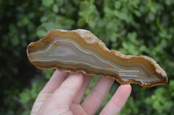 Polished On One Side River Agate Nodules x 5 From Limpopo, South Africa