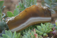 Polished On One Side River Agate Nodules x 5 From Limpopo, South Africa