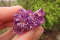 Natural Amethystos Amethyst Specimens x 70 From Kwaggafontein, South Africa