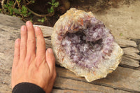 Natural Zululand Amethyst Geodes x 1 From Jozini, South Africa