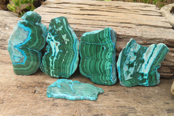 Polished Malacolla Slices x 5 From Kalukundi Mine, Congo