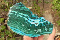 Polished Malacolla Slices x 5 From Kalukundi Mine, Congo