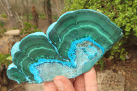 Polished Malacolla Slices x 5 From Kalukundi Mine, Congo