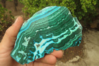 Polished Malacolla Slices x 5 From Kalukundi Mine, Congo