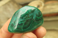 Polished Flower Banded Malachite Free Forms x 35 From Congo